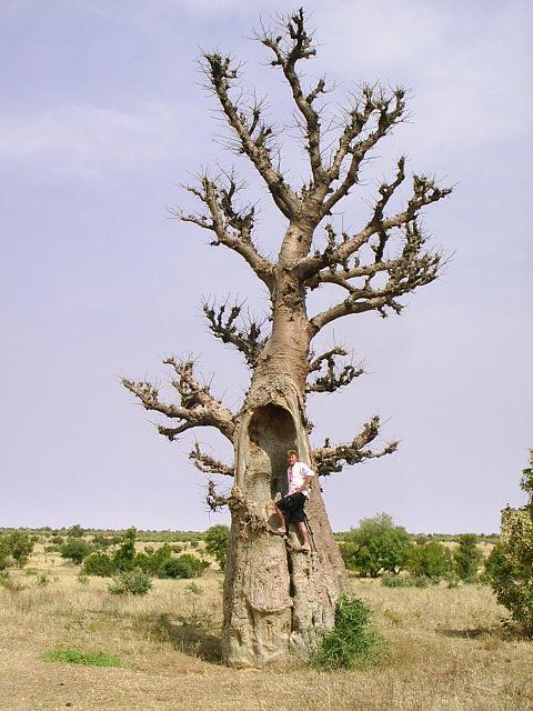10-0675.jpg - Baumbesteigung (Baobab)